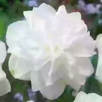 White Medal